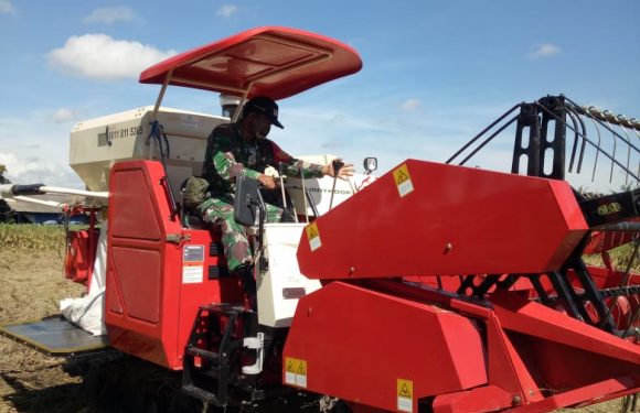 Bangun Ketahanan Pangan Di Wilayah, Begini Kiprah Babiinsa Serda Wenda Tarigan.