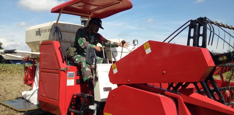 Bangun Ketahanan Pangan Di Wilayah, Begini Kiprah Babiinsa Serda Wenda Tarigan.