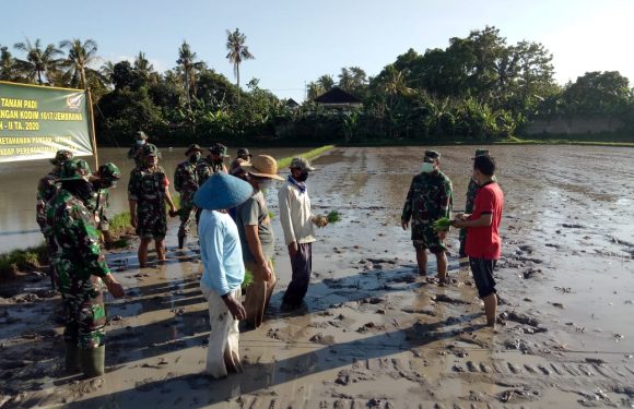 Kodim Jembrana Tanam Padi di Lahan Demplot Milik Warga Binaan.