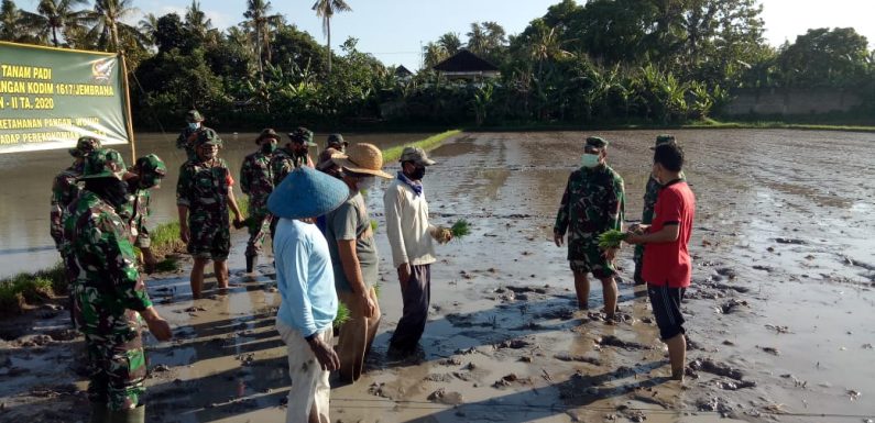 Kodim Jembrana Tanam Padi di Lahan Demplot Milik Warga Binaan.