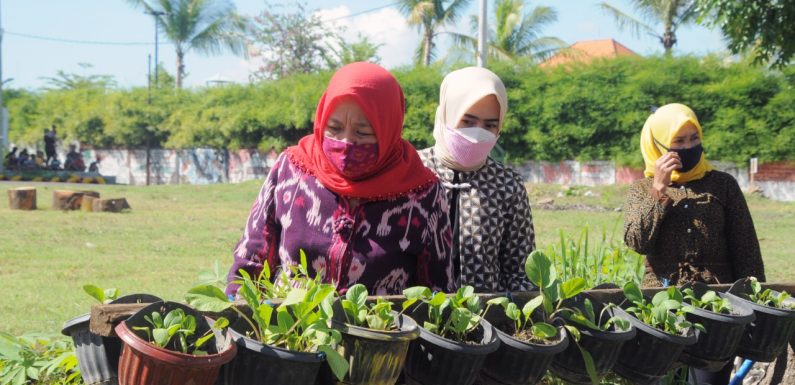 Motivasi Rajin Menanam, Ketua Persit KCK PD IX/Udayana Tinjau Ketahanan Pangan Denkav.