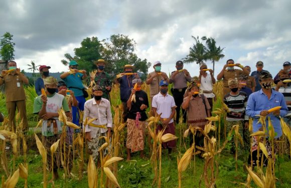 Bupati Bersama Dandim Karangasem Gelar Panen Raya Jagung.