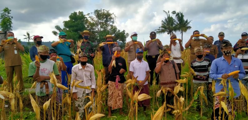 Bupati Bersama Dandim Karangasem Gelar Panen Raya Jagung.
