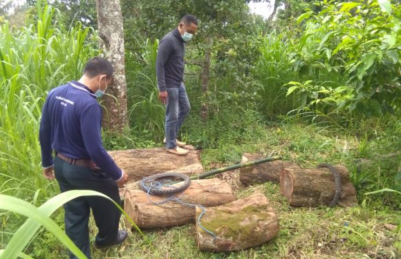 Polsek Tejakula Berhasil Amankan Terduga Penebangan Pohon Sonokling.