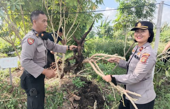 Polsek Kuta Utara Panen Singkong di Lahan Bekas TPA Canggu.