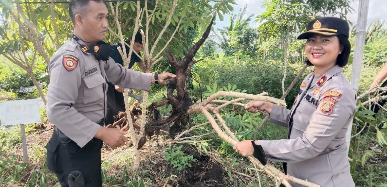 Polsek Kuta Utara Panen Singkong di Lahan Bekas TPA Canggu.