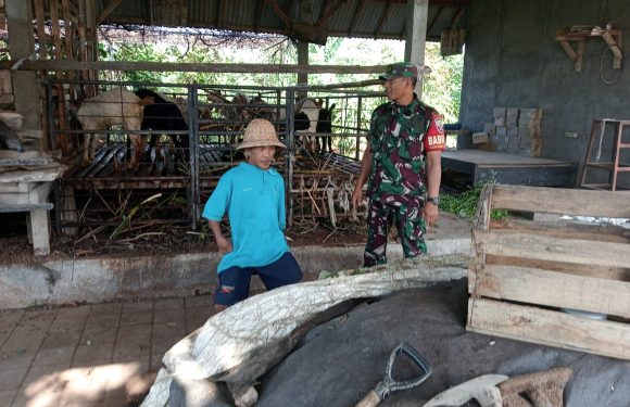 Salut Dengan Kreatifitas Warga, Babinsa Lebih Sambangi Pengolahan Pupuk Organik Masyarakat Banjar Kesian.