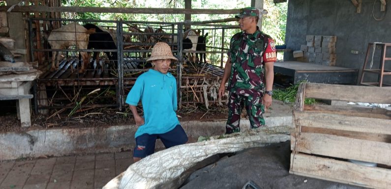 Salut Dengan Kreatifitas Warga, Babinsa Lebih Sambangi Pengolahan Pupuk Organik Masyarakat Banjar Kesian.