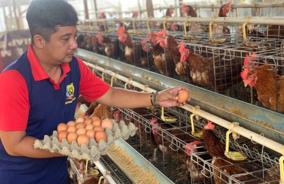Melalui Pembinaan Pokja Ayam Dan Bebek Petelur Warga Binaan, Rutan Negara Siap Dukung Ketahanan Pangan.