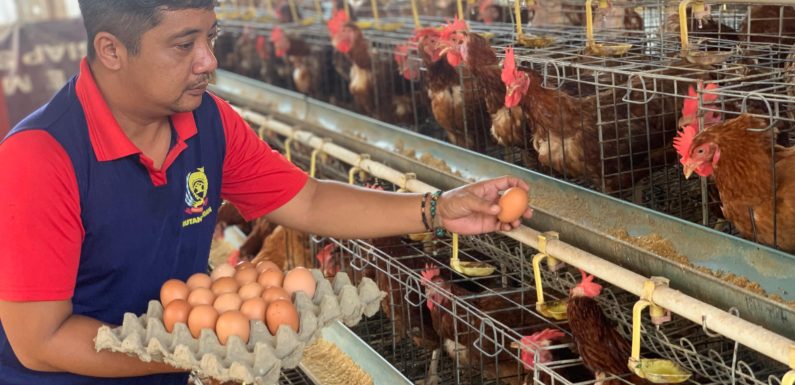 Melalui Pembinaan Pokja Ayam Dan Bebek Petelur  Warga Binaan, Rutan Negara Siap Dukung Ketahanan Pangan.