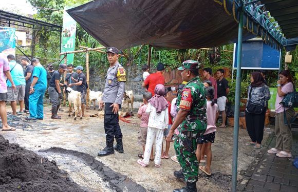 Babinsa Abianbase Pantau Kegiatan Pemotongan Kurban Pada Hari Raya Idul Adha 1446 Hijriyah.
