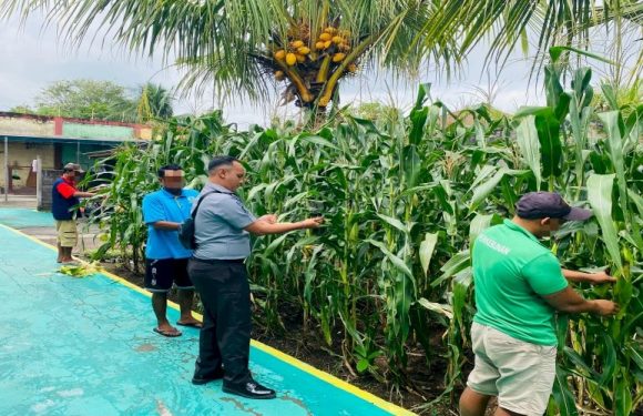 SAE Rutan Negara Panen 16 Kg Jagung.