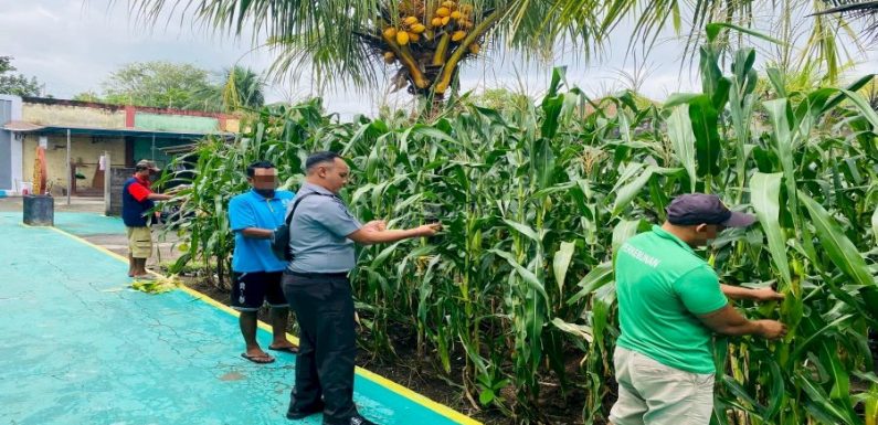 SAE Rutan Negara Panen 16 Kg Jagung.