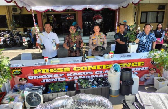 Polda Bali Amankan Dua WNA Saat Penggrebegan Kebun Ganja.
