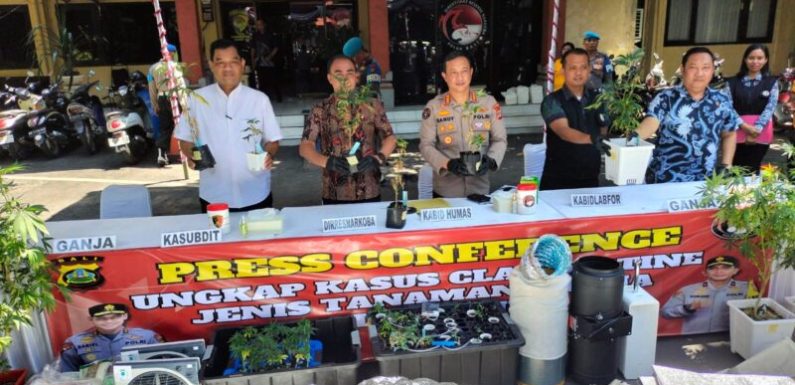 Polda Bali Amankan Dua WNA Saat Penggrebegan Kebun Ganja.