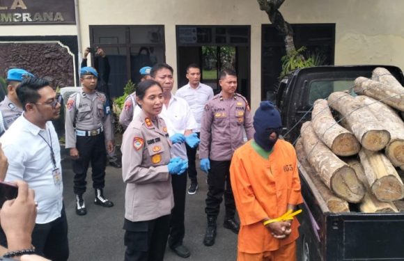 Polres Jembrana Kembali Ciduk Residivis Penebangan Jati Ilegal.