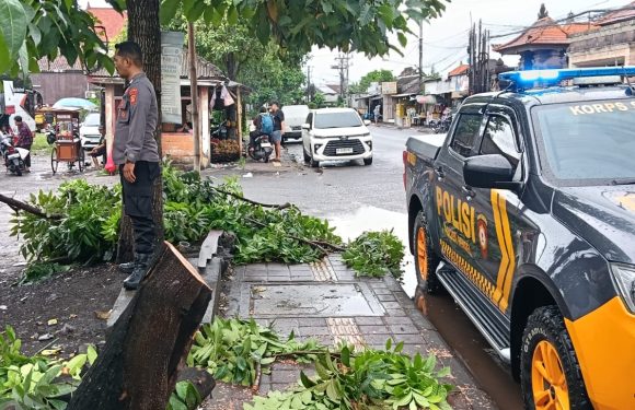 Pohon Cemara Tumbang di Sesetan Timpa Mobil, Arus Lalu Lintas Sempat Terganggu.