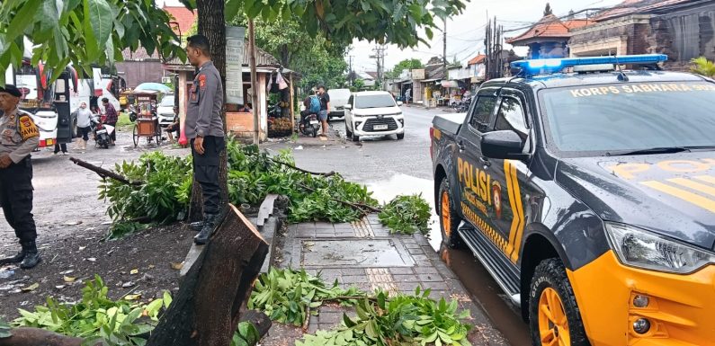 Pohon Cemara Tumbang di Sesetan Timpa Mobil, Arus Lalu Lintas Sempat Terganggu.