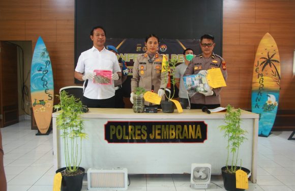 POLRES JEMBRANA UNGKAP KASUS BUDIDAYA GANJA, PELAKU BELI BIJI DARI SITUS LUAR NEGERI