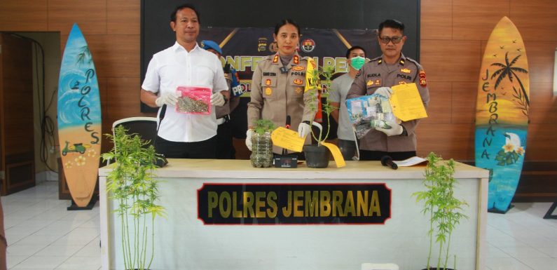 POLRES JEMBRANA UNGKAP KASUS BUDIDAYA GANJA, PELAKU BELI BIJI DARI SITUS LUAR NEGERI